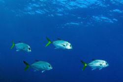 Unusual line up of 4 Horse-eye Jacks off Grand Cayman by Paul Colley 
